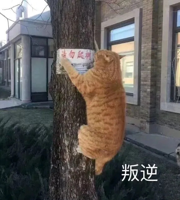 叛逆猫爬树表情包图片