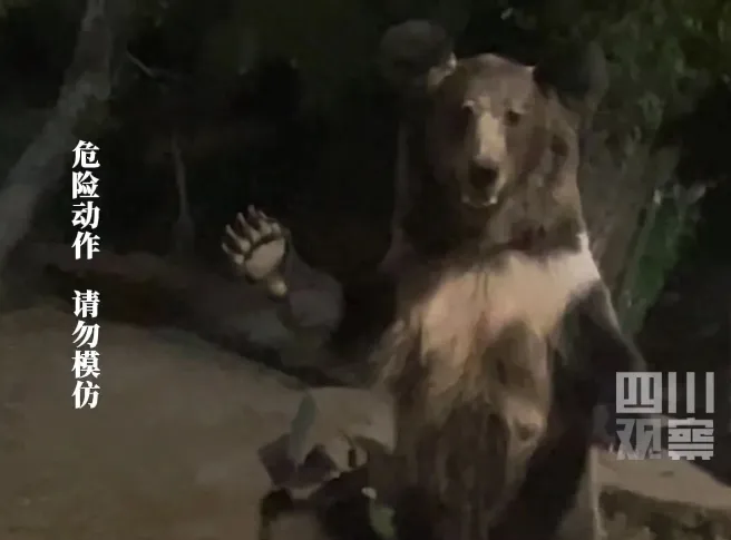 女游客外出散步遇棕熊一家 大胆上前挥手打招呼 不料母熊站起来摆手互动